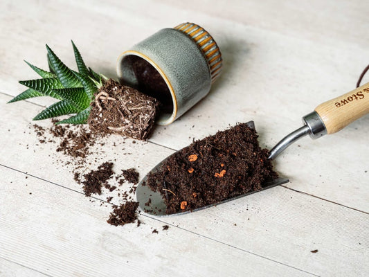 Trowel with soil and a small plant on a wooden surface
