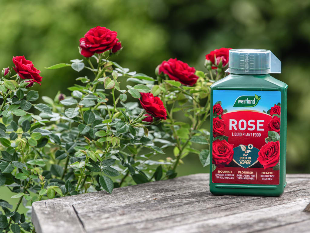 Westland rose fertilizer bottle on a wooden surface with red roses in the background