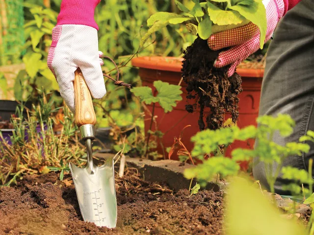 Person gardening with a trowel and plants in a garden setting